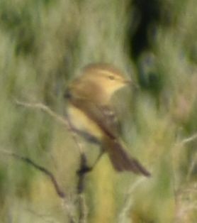 Common Chiffchaff - ML642376903