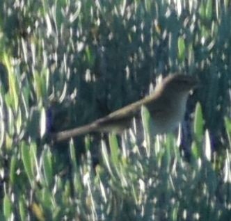 Common Chiffchaff - ML642376904