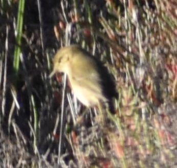 Common Chiffchaff - ML642376905