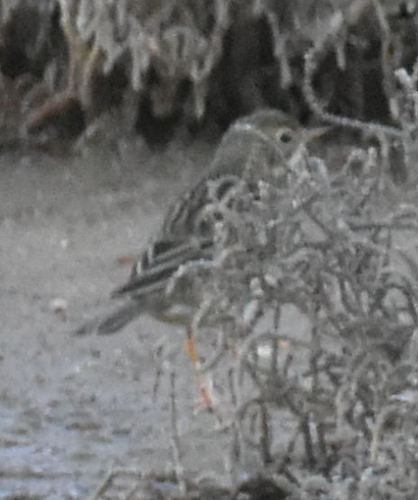 Meadow Pipit - ML642376909