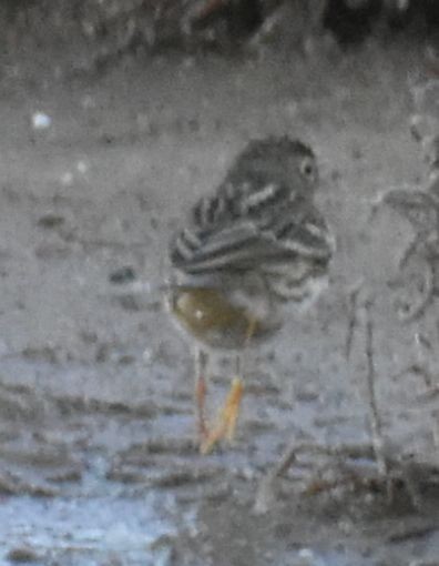 Meadow Pipit - ML642376910