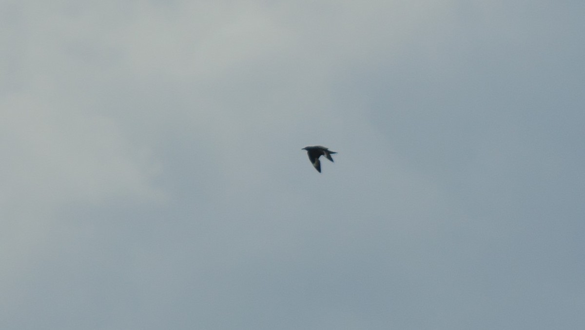 Great Skua - ML642376912