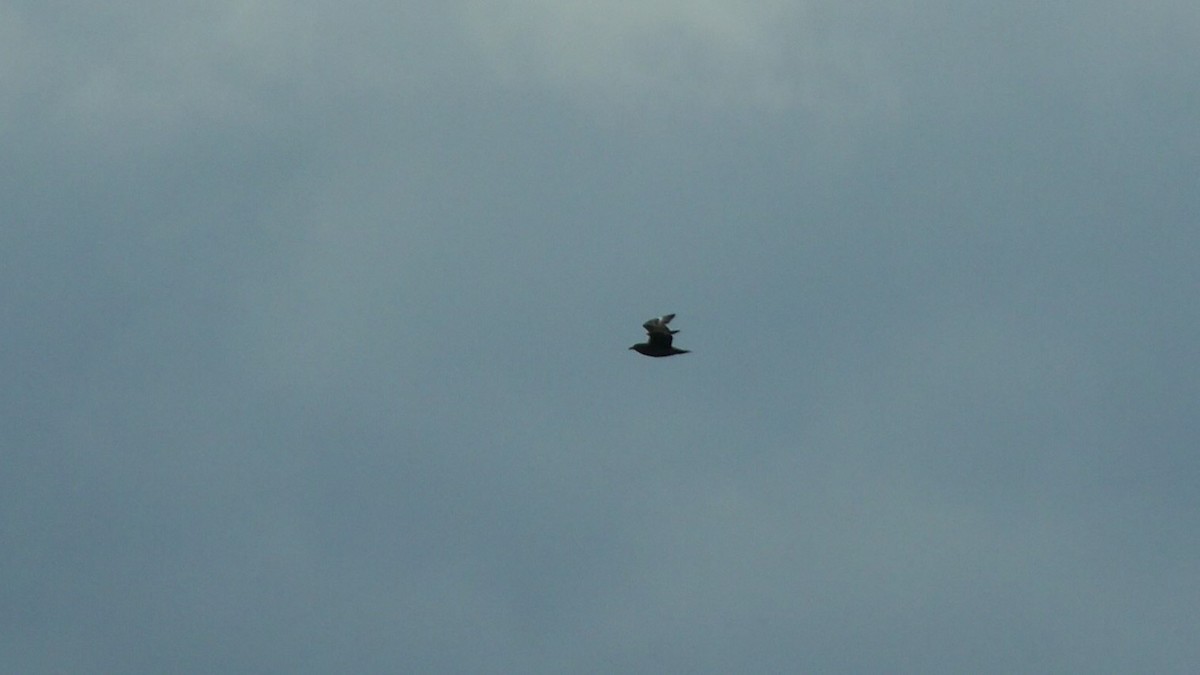 Great Skua - ML642376913