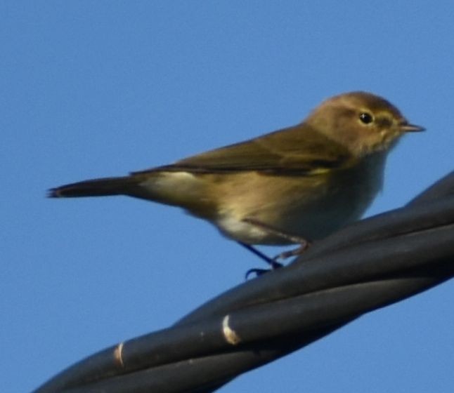 Common Chiffchaff - ML642376920