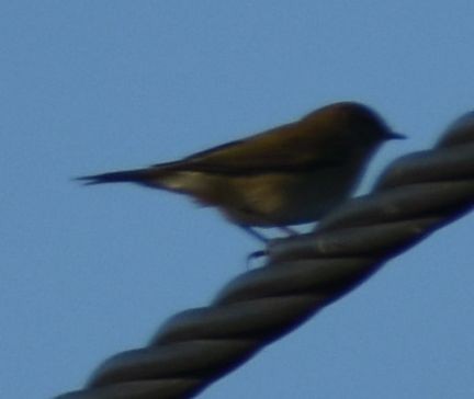 Common Chiffchaff - ML642376921