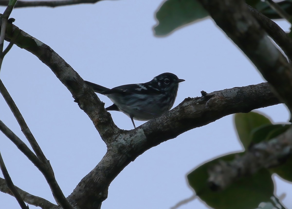 Elfin-woods Warbler - ML642376925