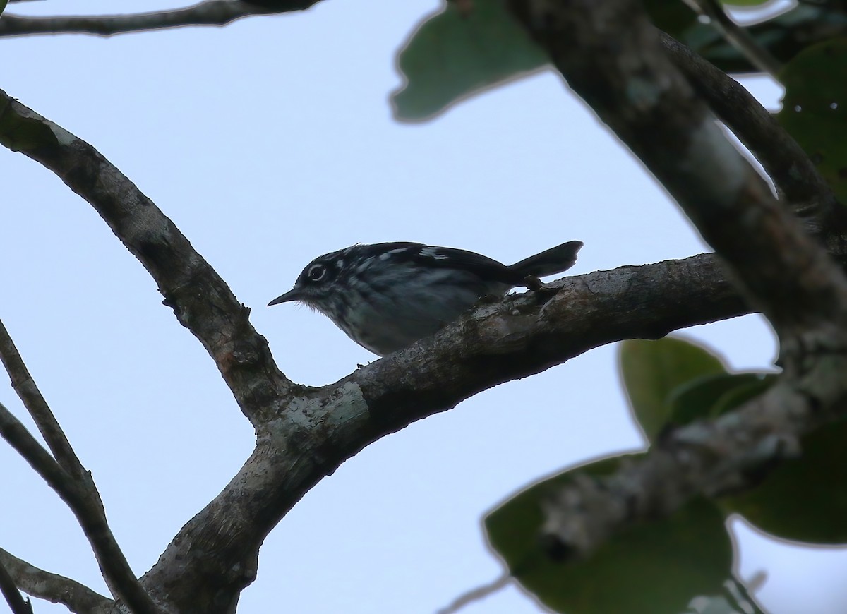Elfin-woods Warbler - ML642376926