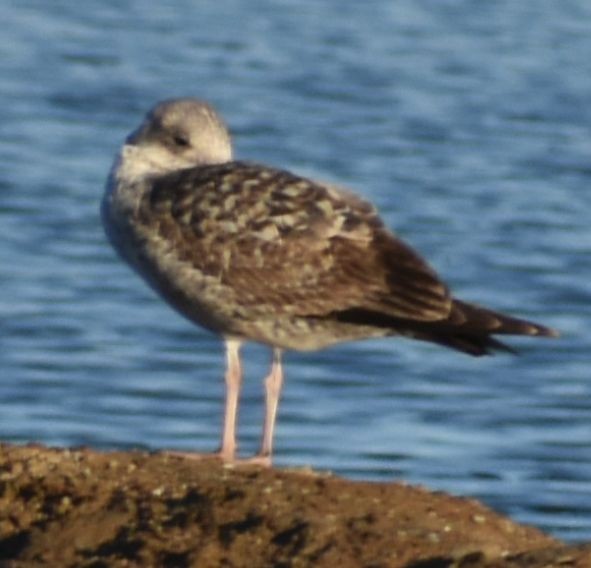 Yellow-legged/Lesser Black-backed Gull - ML642376927