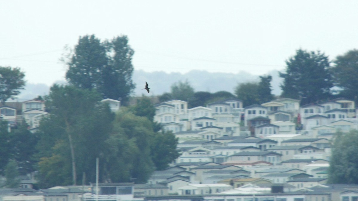 Parasitic Jaeger - ML642376935