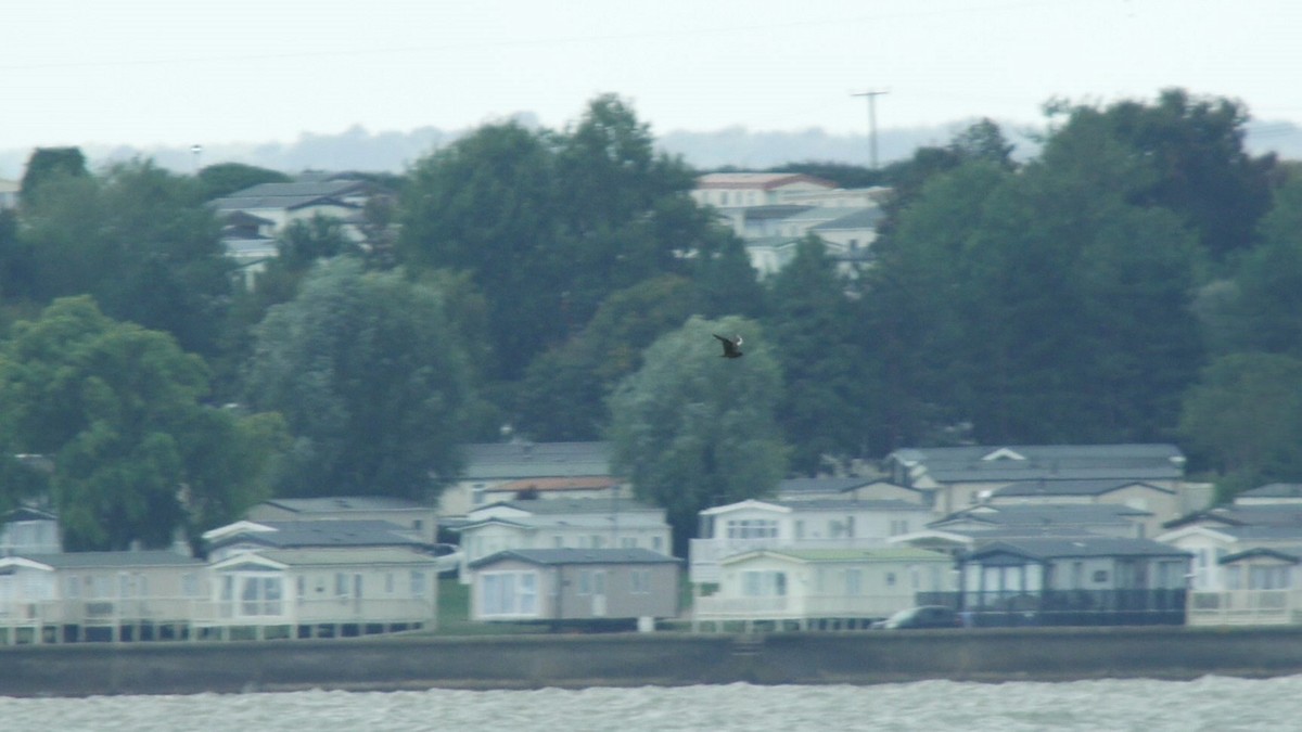 Parasitic Jaeger - ML642376936