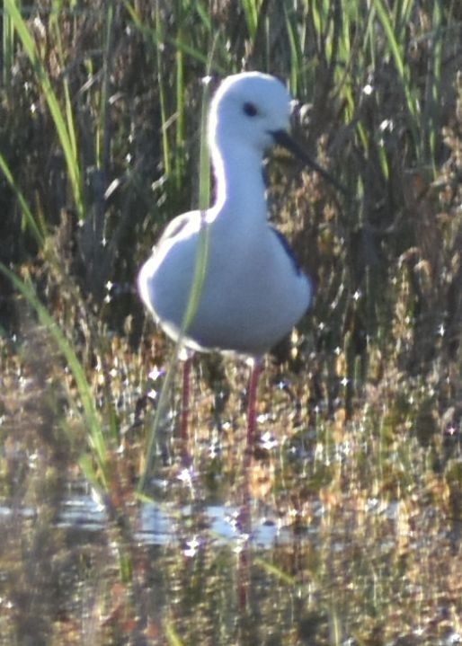 Black-winged Stilt - ML642376941