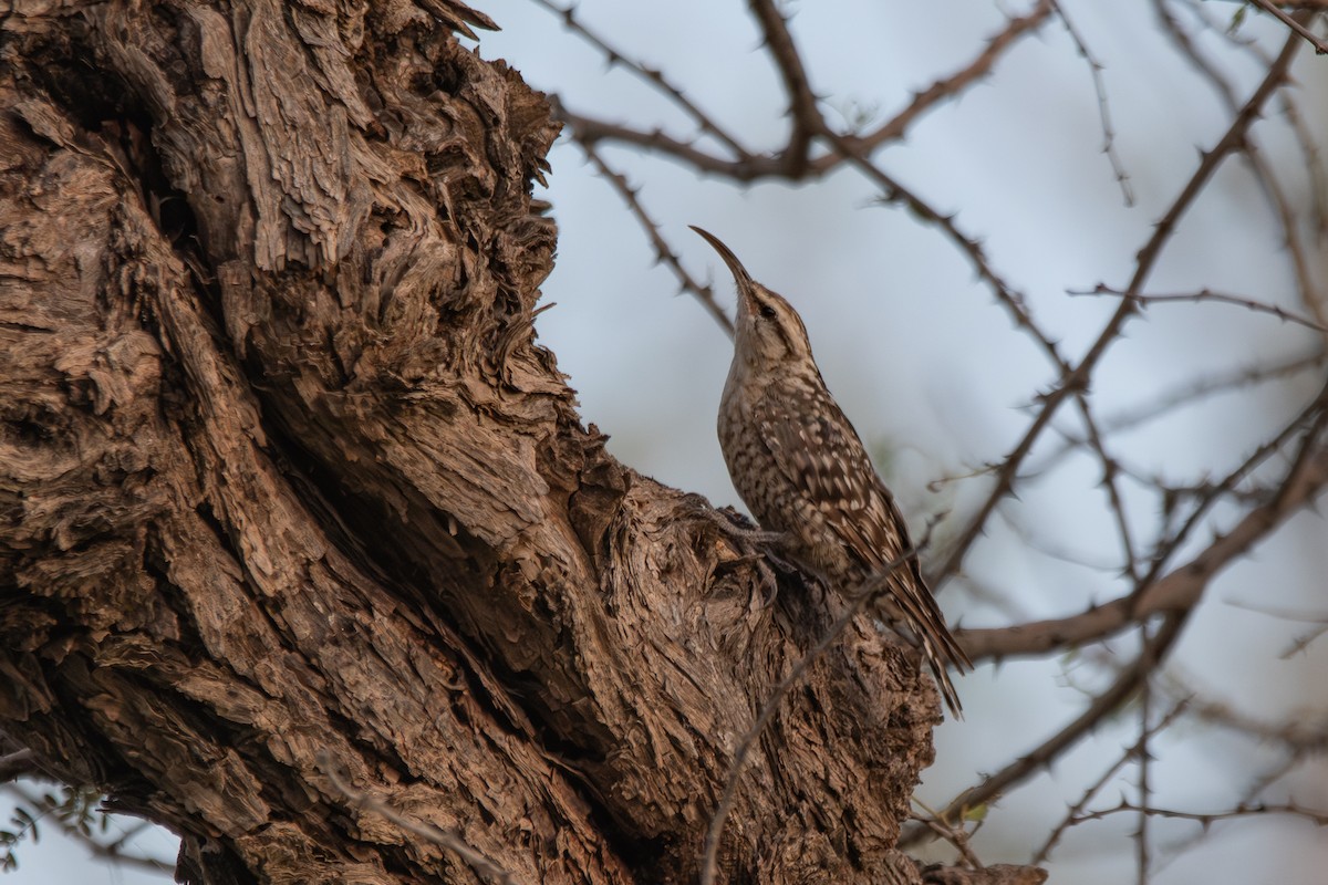 Indian Spotted Creeper - ML642376949