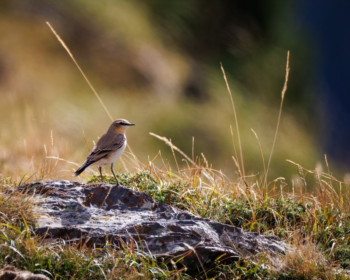 Northern Wheatear - ML642376967