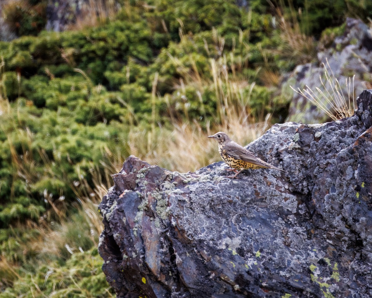 Mistle Thrush - ML642376969