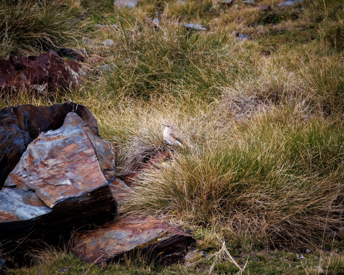 Northern Wheatear - ML642376975