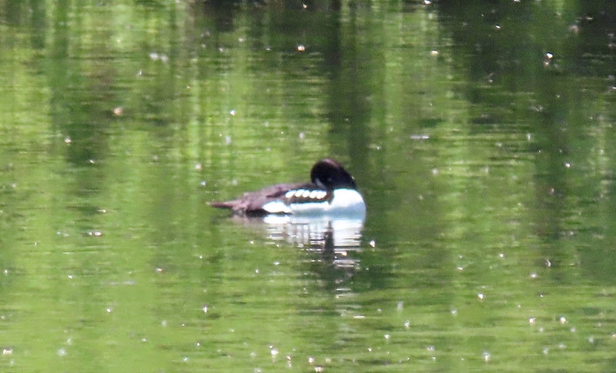 Barrow's Goldeneye - ML642376987