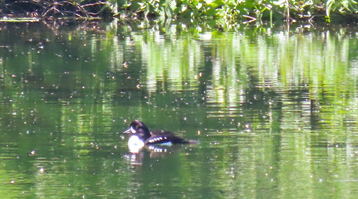 Barrow's Goldeneye - ML642376991
