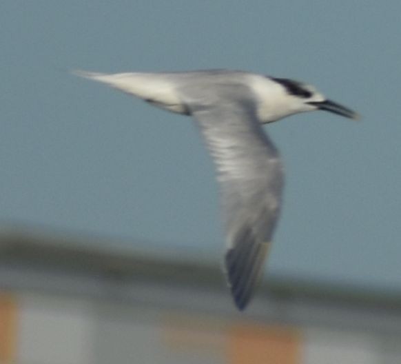 Sandwich Tern - ML642376992