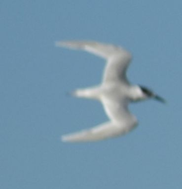 Sandwich Tern - ML642376993