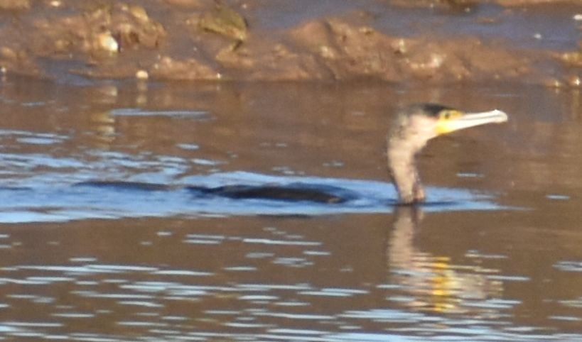 Great Cormorant - ML642376998