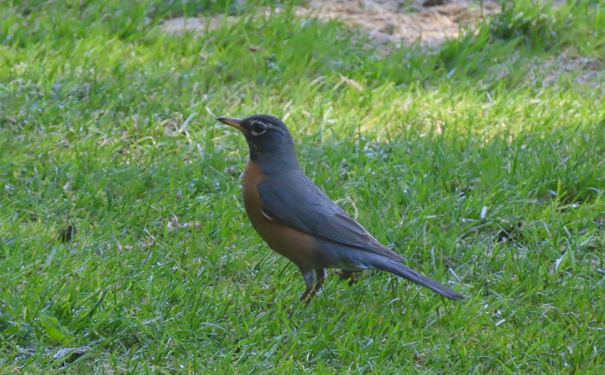 American Robin - ML642376999