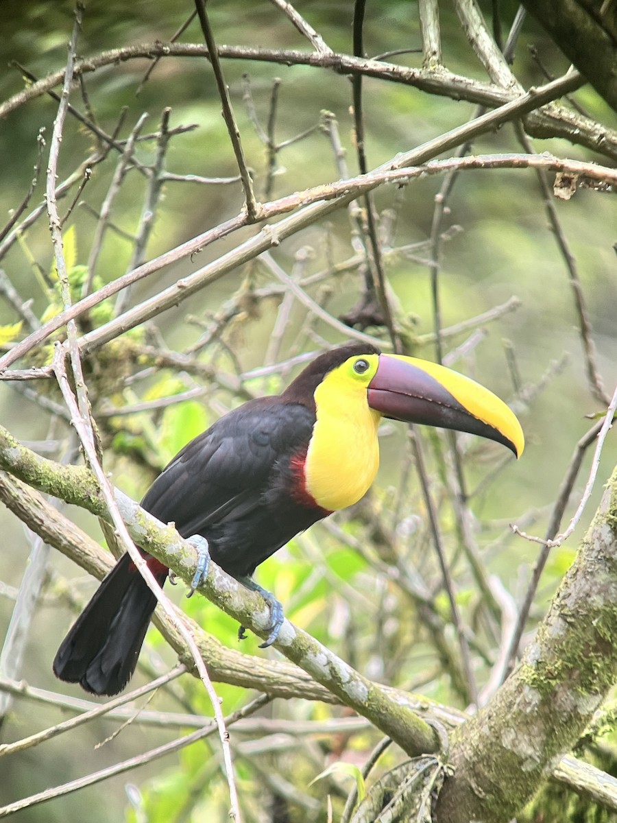 Yellow-throated Toucan (Chestnut-mandibled) - ML642377001