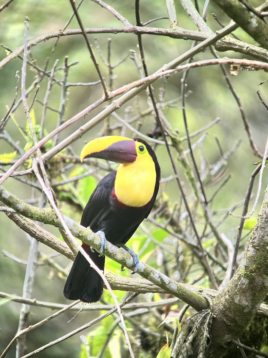 Yellow-throated Toucan (Chestnut-mandibled) - ML642377002