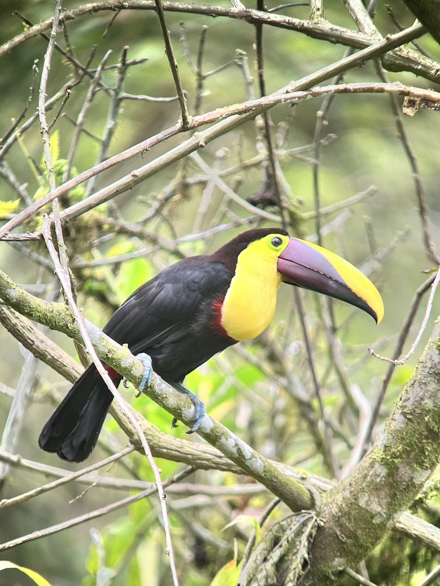 Yellow-throated Toucan (Chestnut-mandibled) - ML642377003