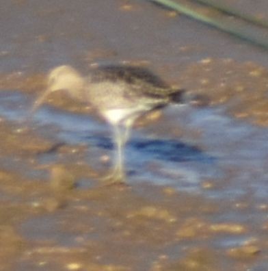 Whimbrel - ML642377004