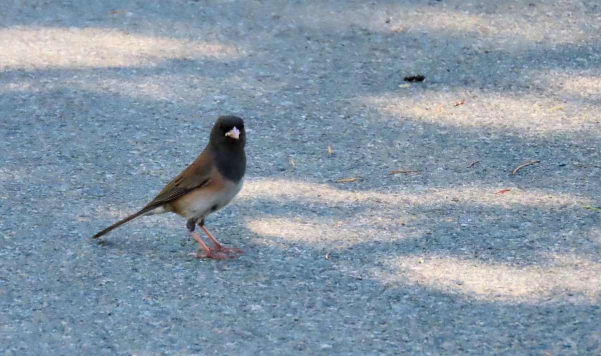 Dark-eyed Junco (Oregon) - ML642377010