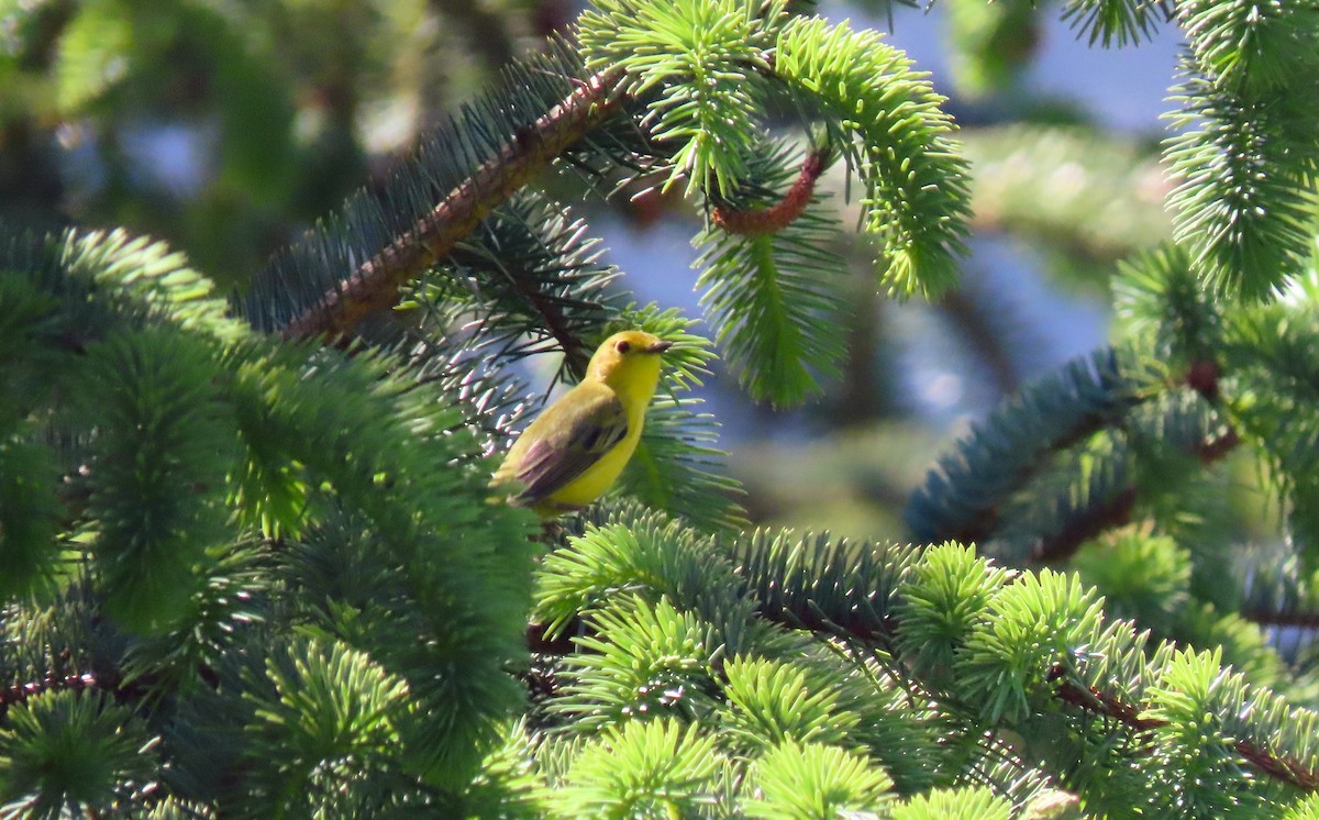 Yellow Warbler - ML642377016