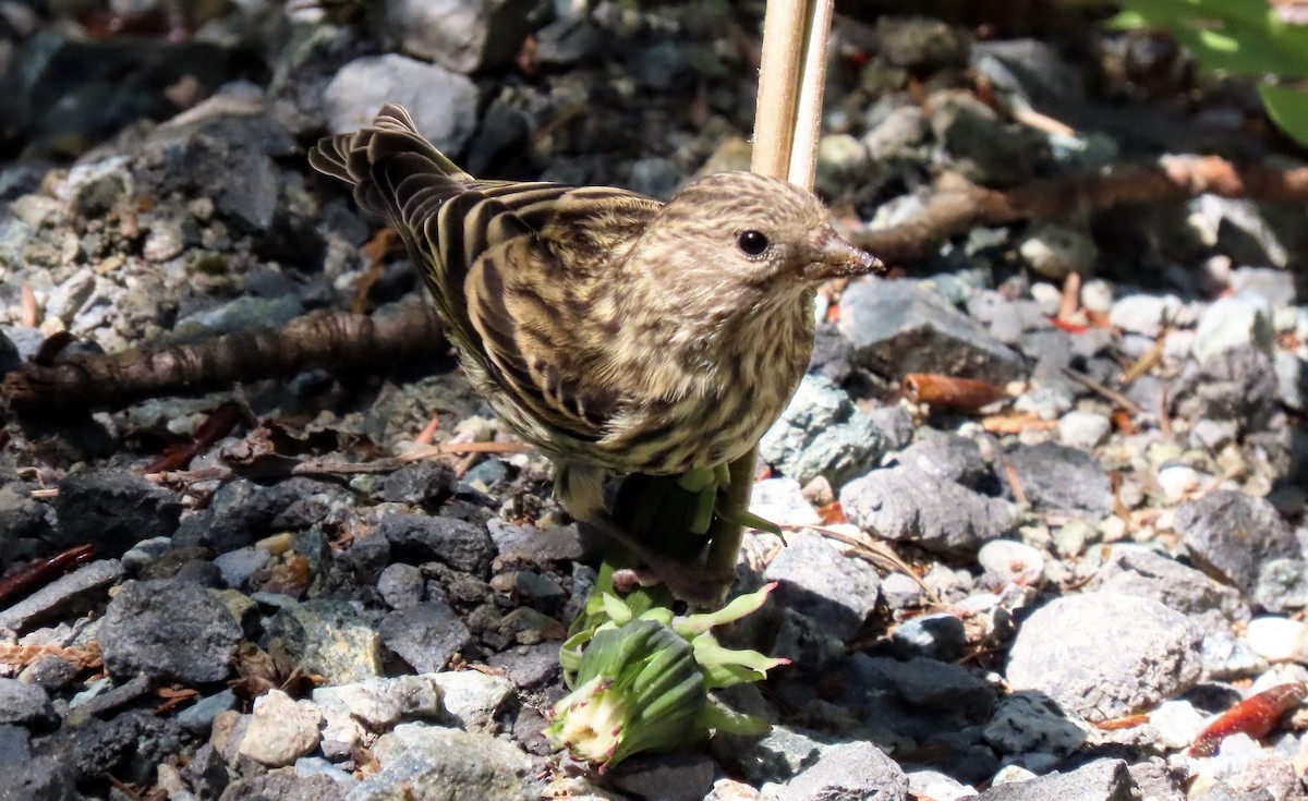 Pine Siskin - ML642377034