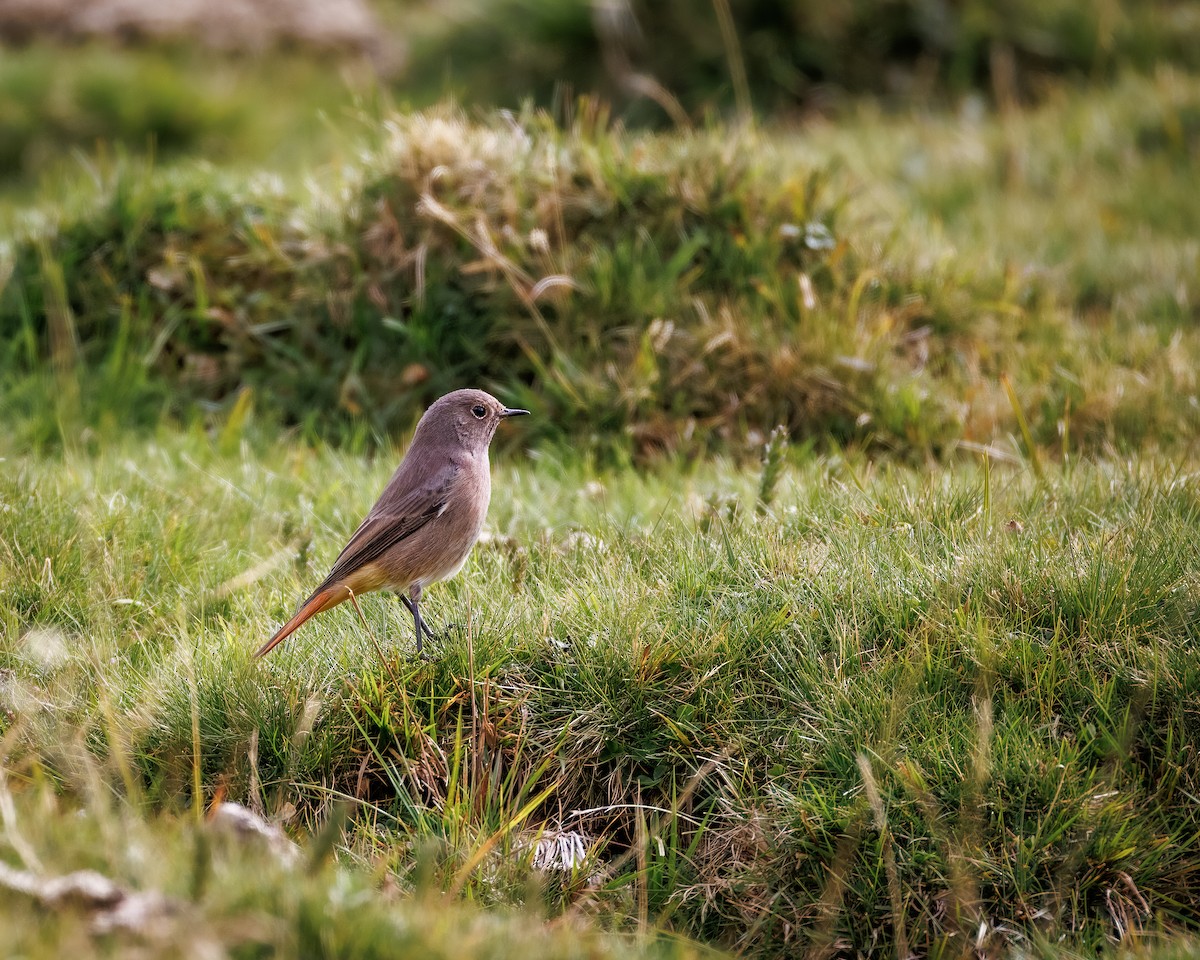 Black Redstart - ML642377038