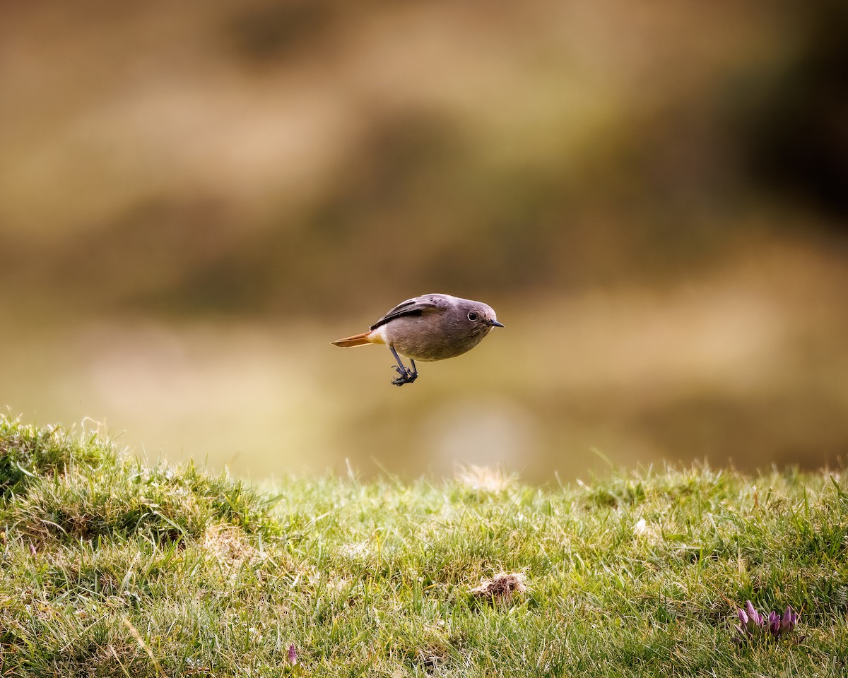 Black Redstart - ML642377039