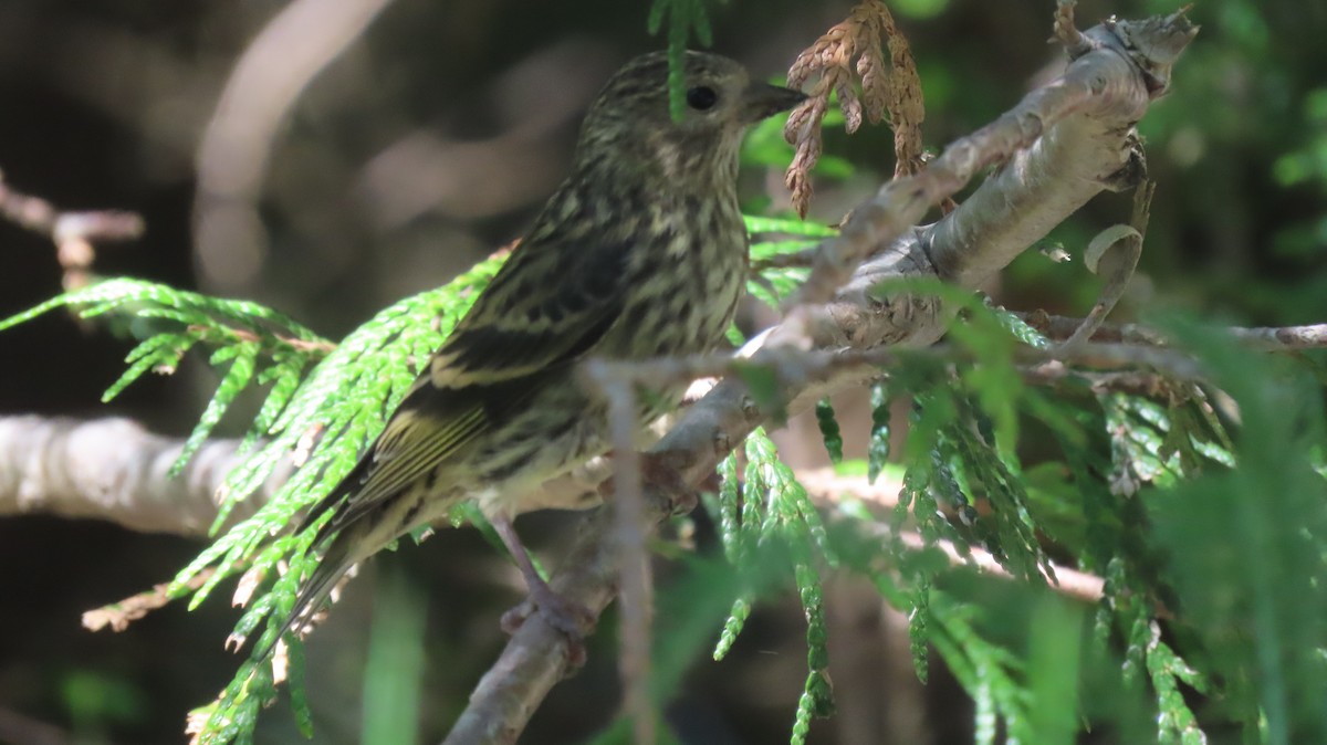 Pine Siskin - ML642377041