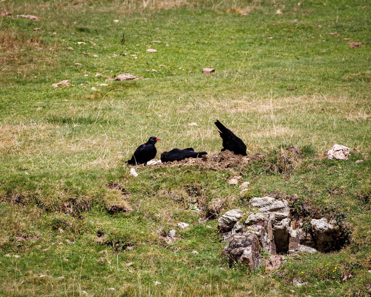 Red-billed Chough - ML642377043