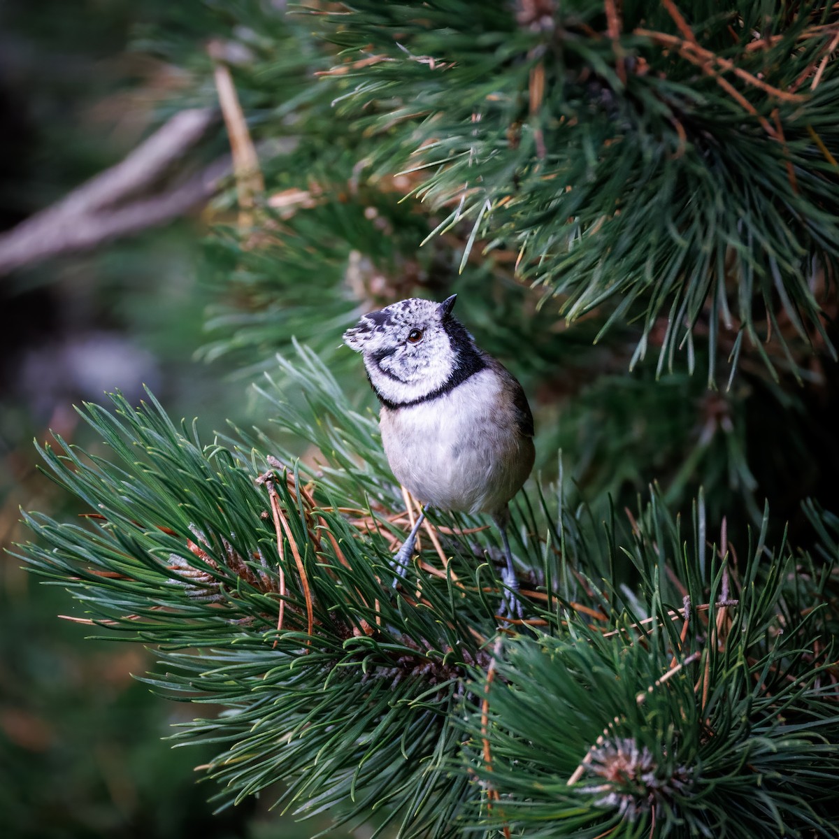 Crested Tit - ML642377046
