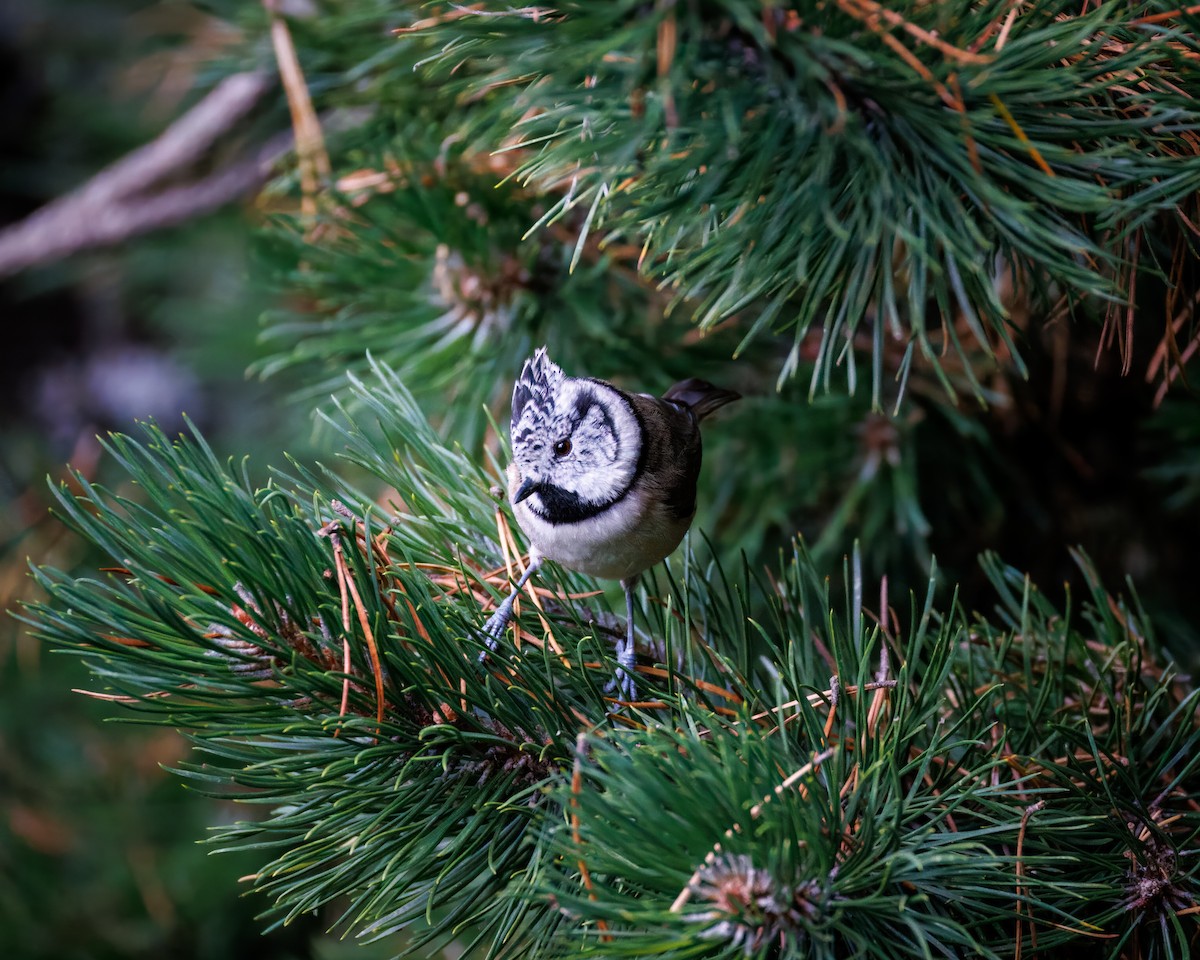 Crested Tit - ML642377048