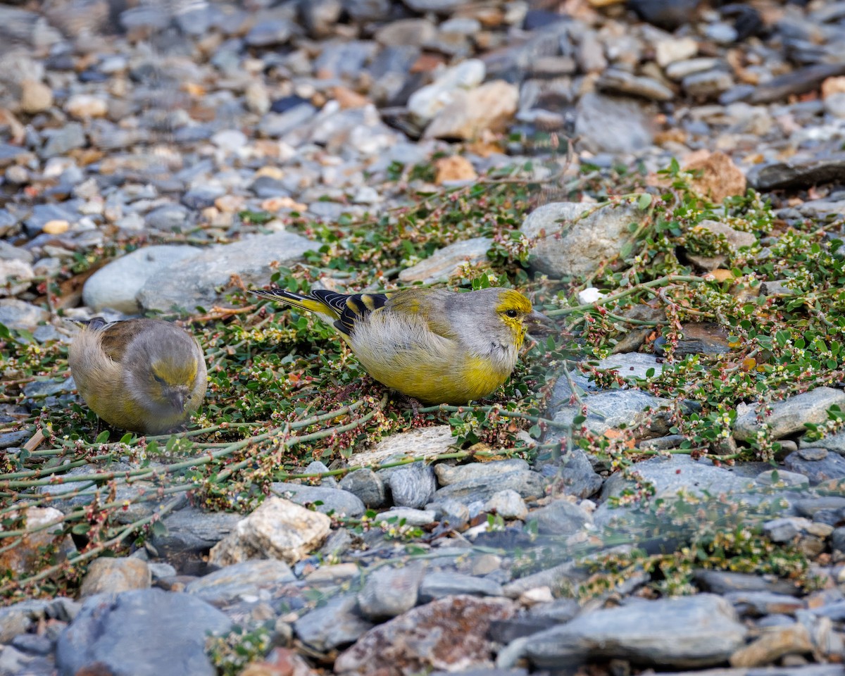Citril Finch - ML642377058