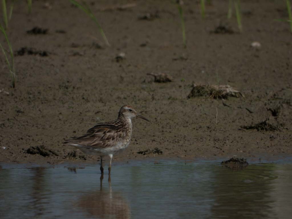 Spitzschwanz-Strandläufer - ML642377072
