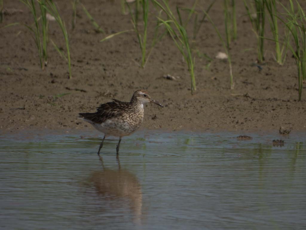 Spitzschwanz-Strandläufer - ML642377073