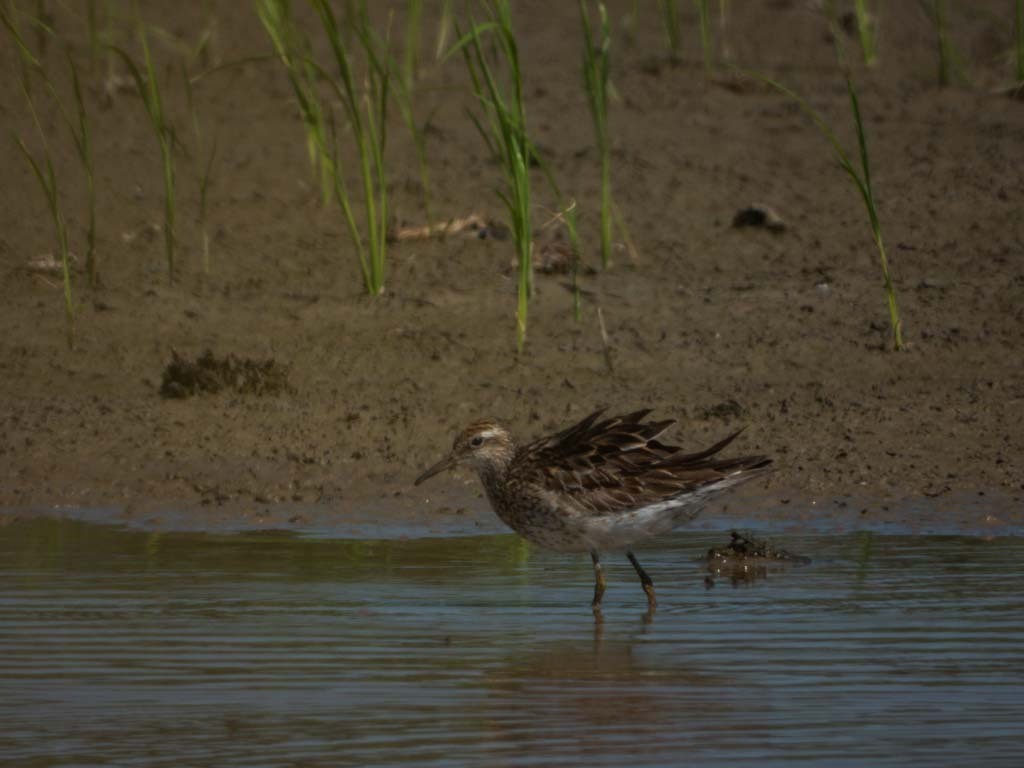 Spitzschwanz-Strandläufer - ML642377074