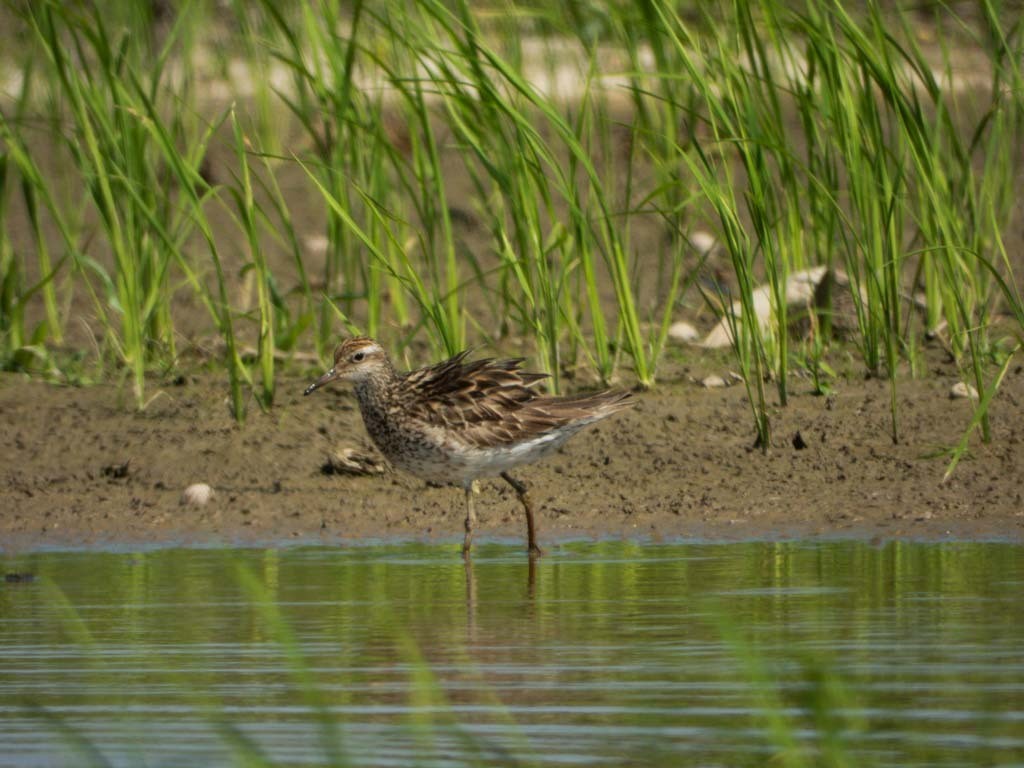 Spitzschwanz-Strandläufer - ML642377075