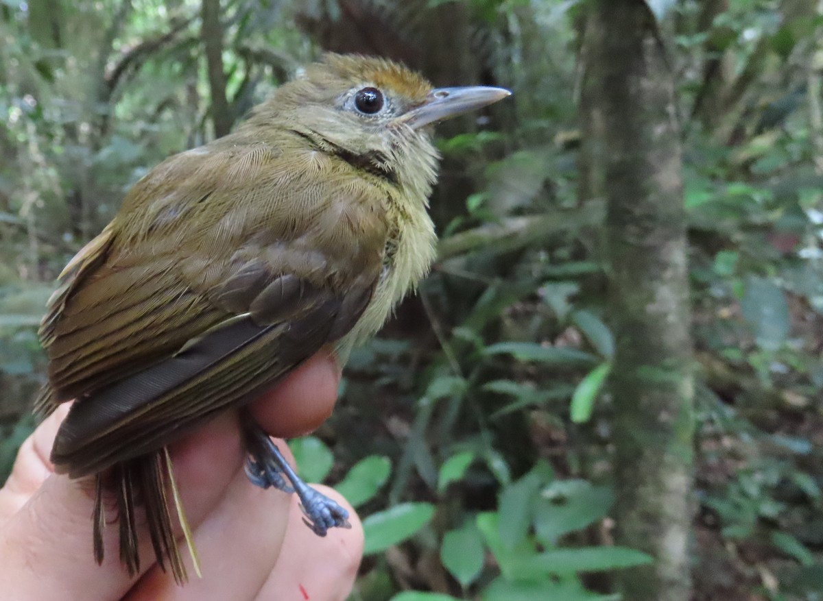 rustpannevireo - ML642377079