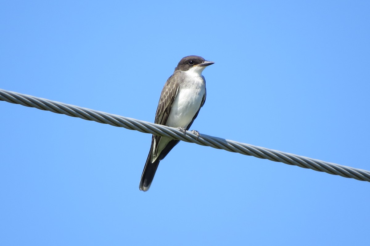 Eastern Kingbird - ML642377119