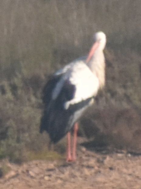 White Stork - ML642377128