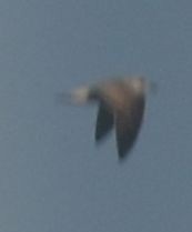 Lesser Black-backed Gull - ML642377131