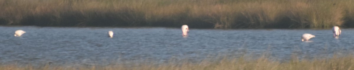 Greater Flamingo - ML642377134