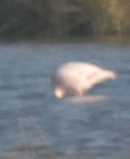 Greater Flamingo - ML642377135