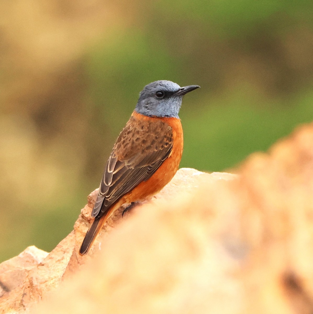 Cape Rock-Thrush - ML642377138